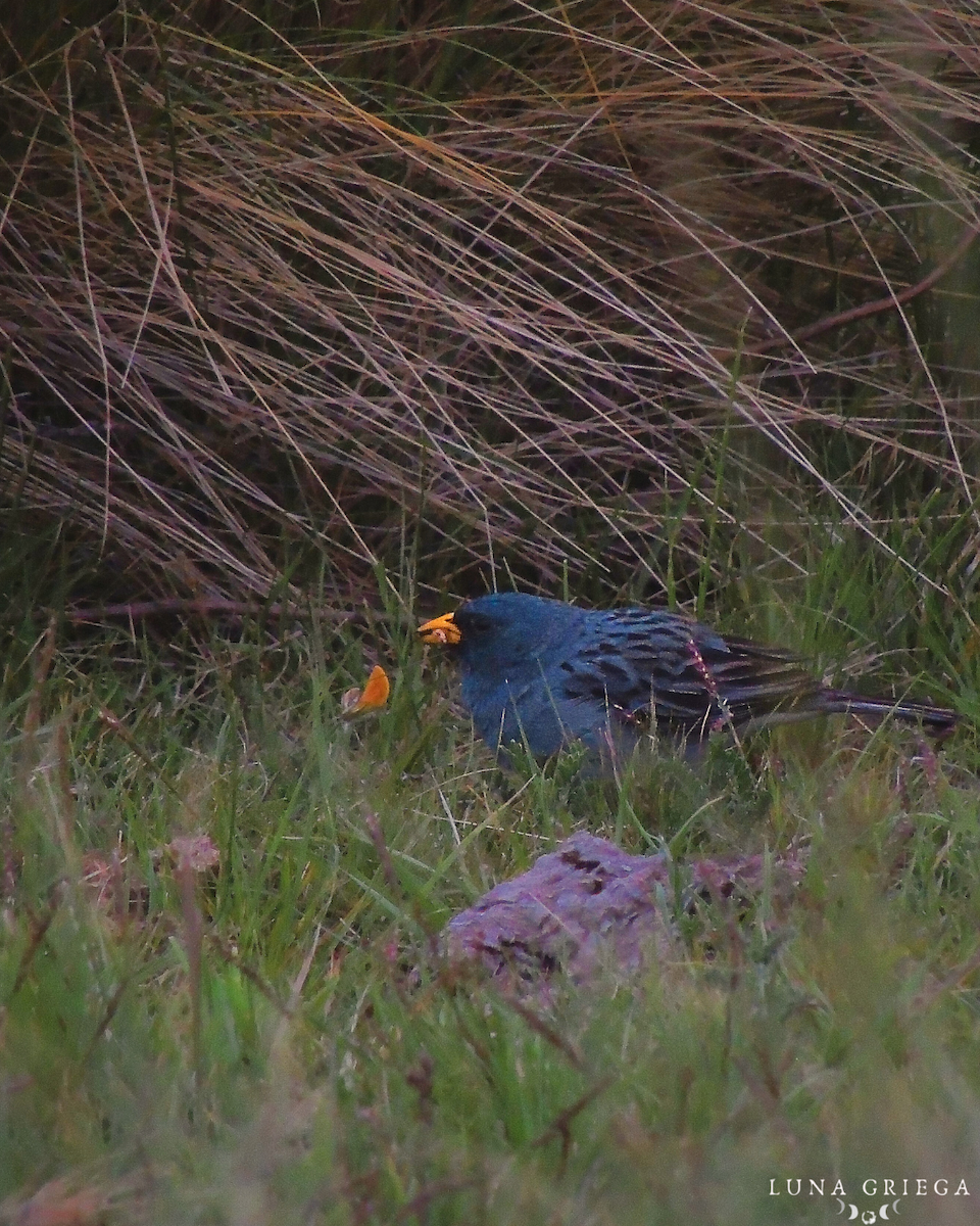Band-tailed Sierra Finch - ML645892800