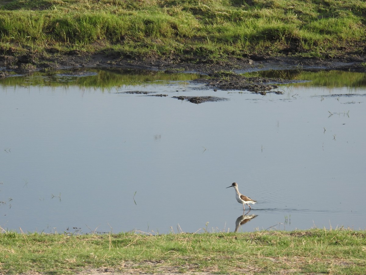 Helmeted Guineafowl - ML645892801