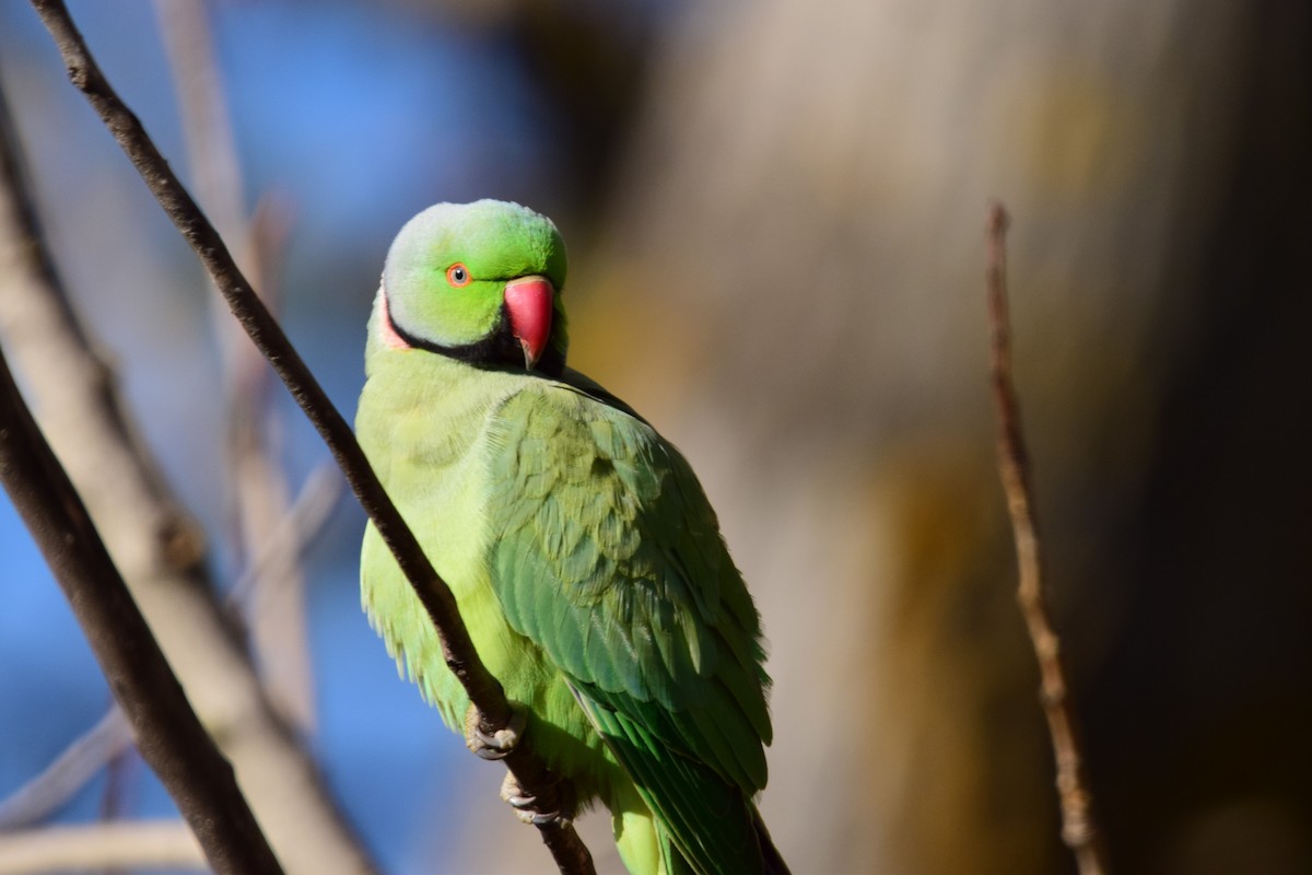 Rose-ringed Parakeet - ML645892802