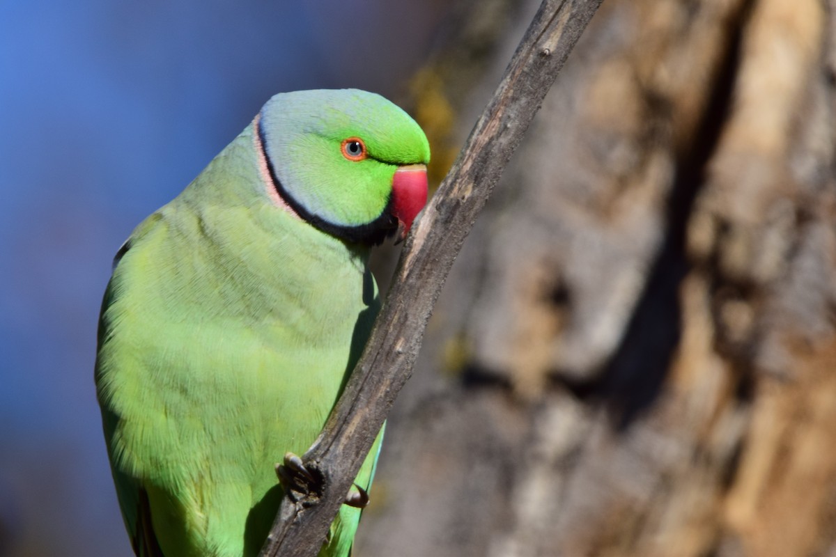Rose-ringed Parakeet - ML645892803