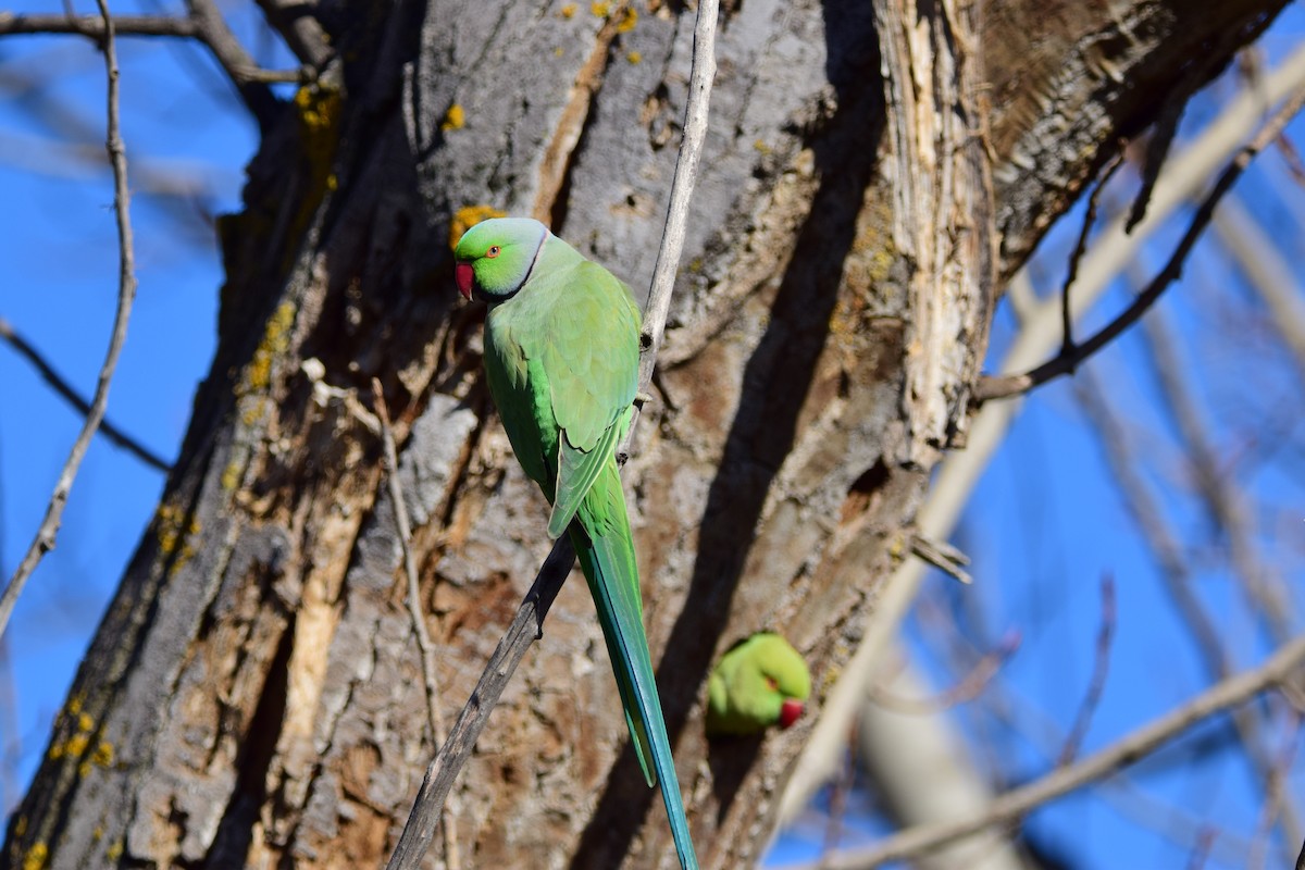 Rose-ringed Parakeet - ML645892804