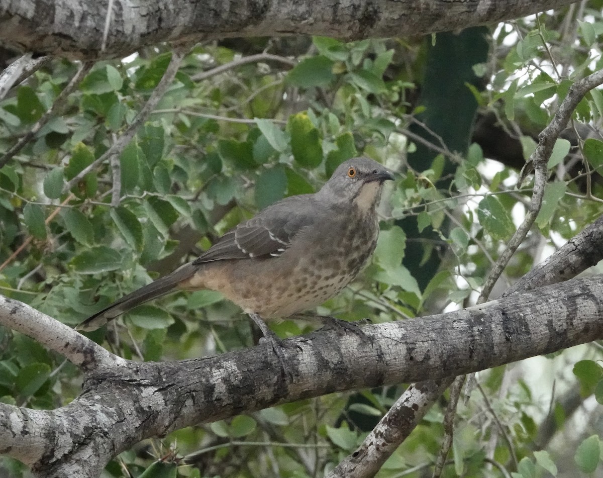 Curve-billed Thrasher - ML645892805