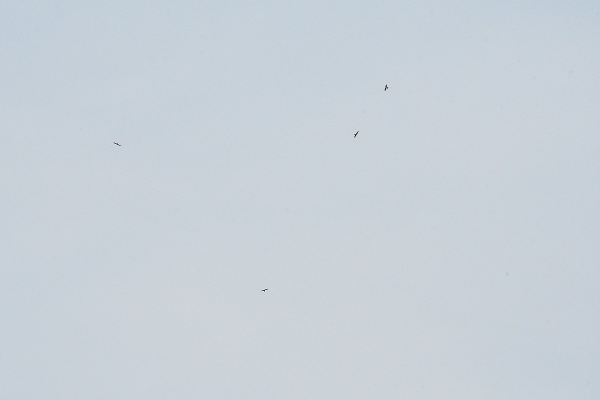 Amur Falcon - ML645892806