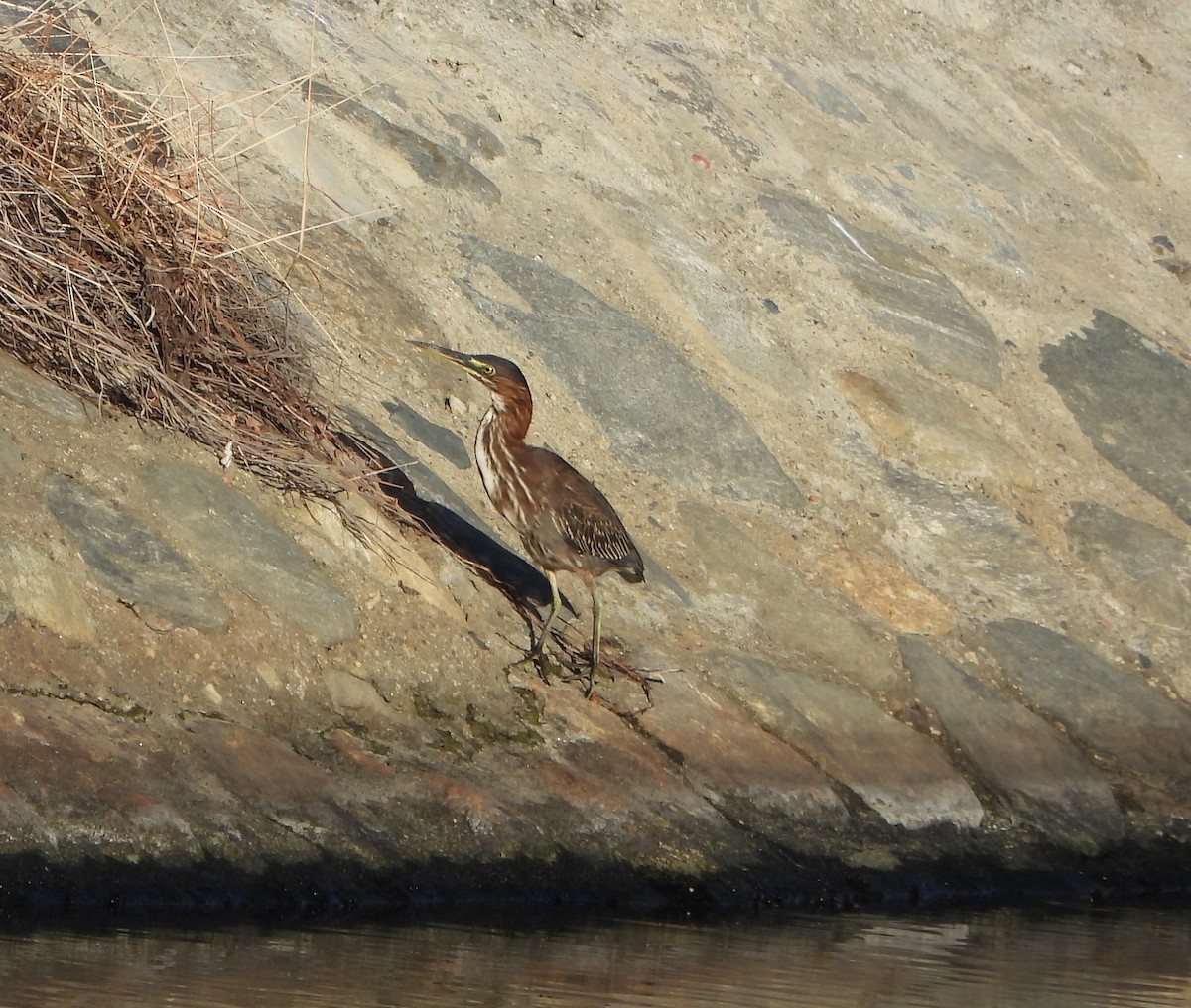 Green Heron - ML645892807