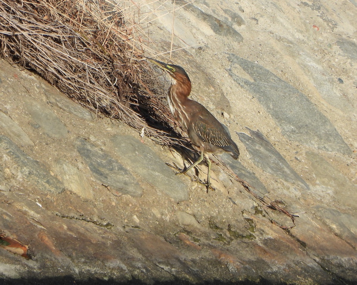 Green Heron - ML645892808