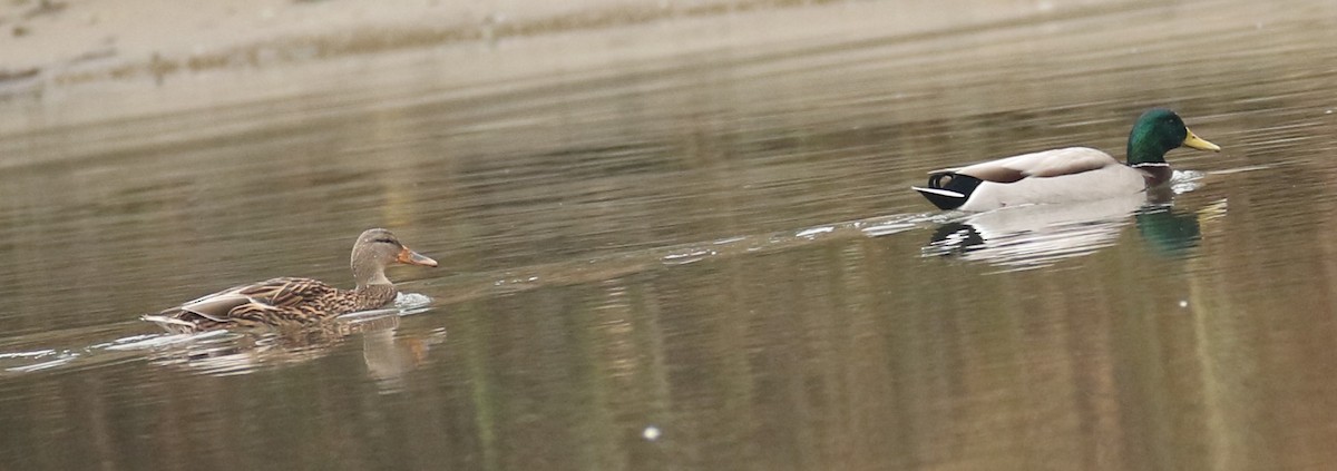 Mallard - ML645892810