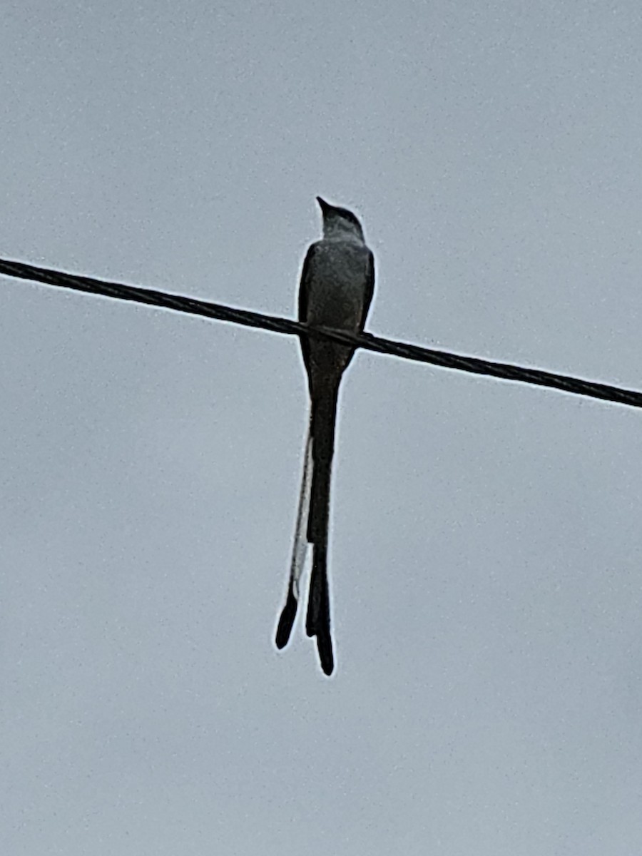 Scissor-tailed Flycatcher - ML645892811
