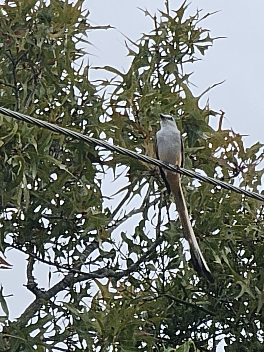 Scissor-tailed Flycatcher - ML645892812