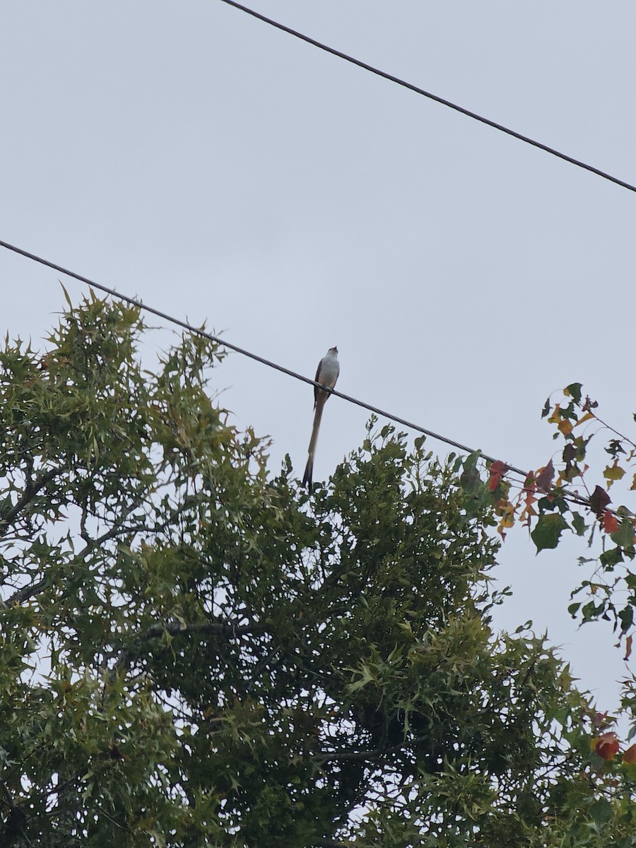 Scissor-tailed Flycatcher - ML645892815
