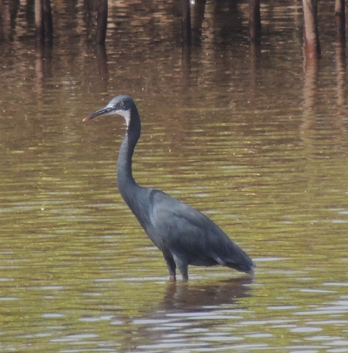 Western Reef-Heron - ML645892818