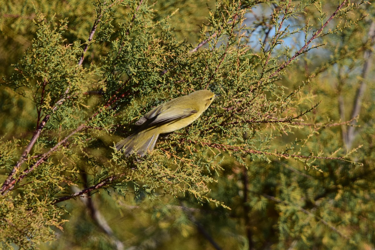Common Chiffchaff - ML645892820