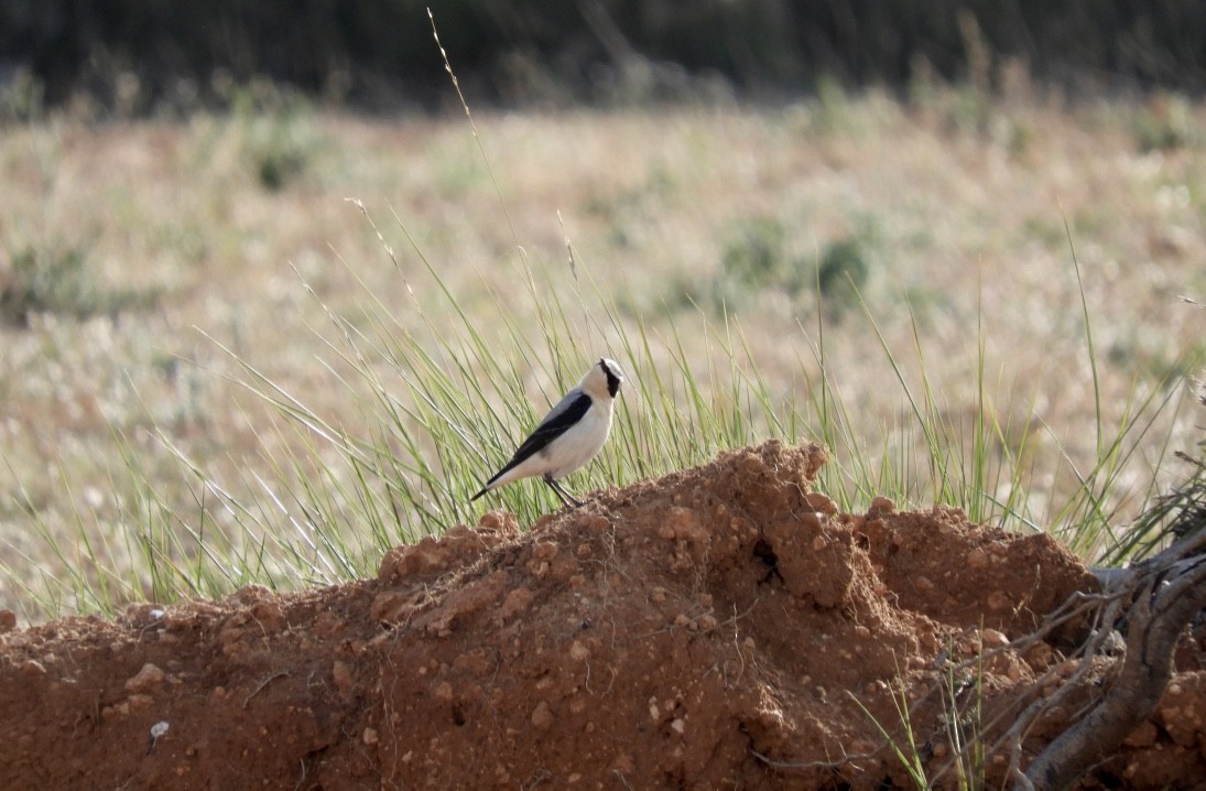 Northern Wheatear - ML645892821