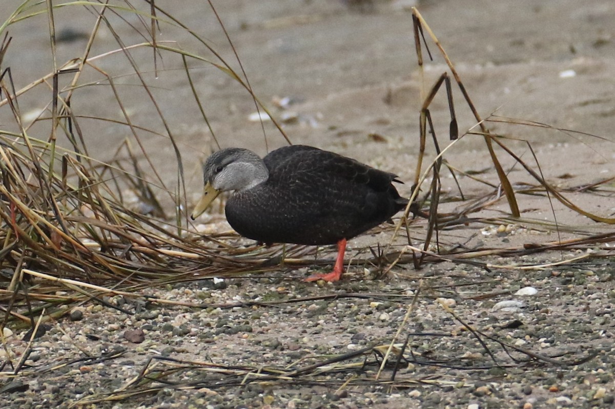 American Black Duck - ML645892826