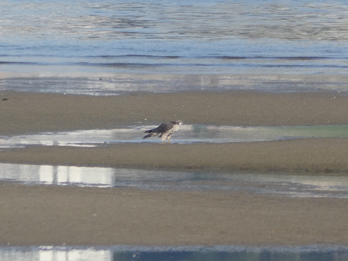 Эгэл шонхор - ML645892855