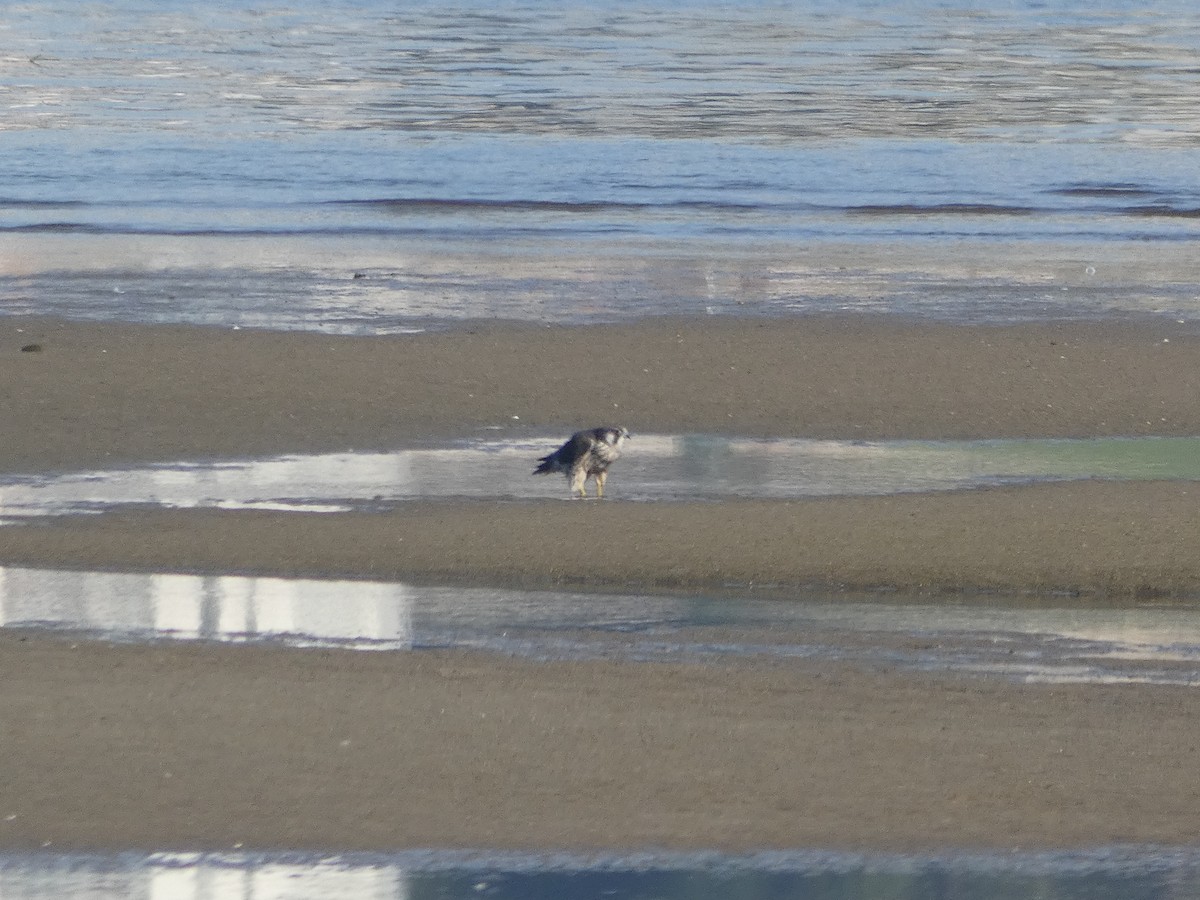 Эгэл шонхор - ML645892856