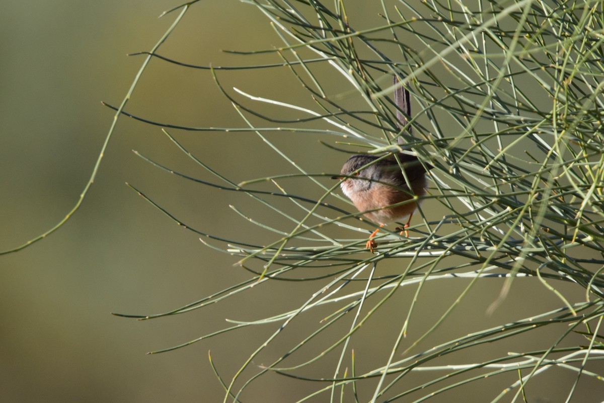 Magnanina comune - ML645892857