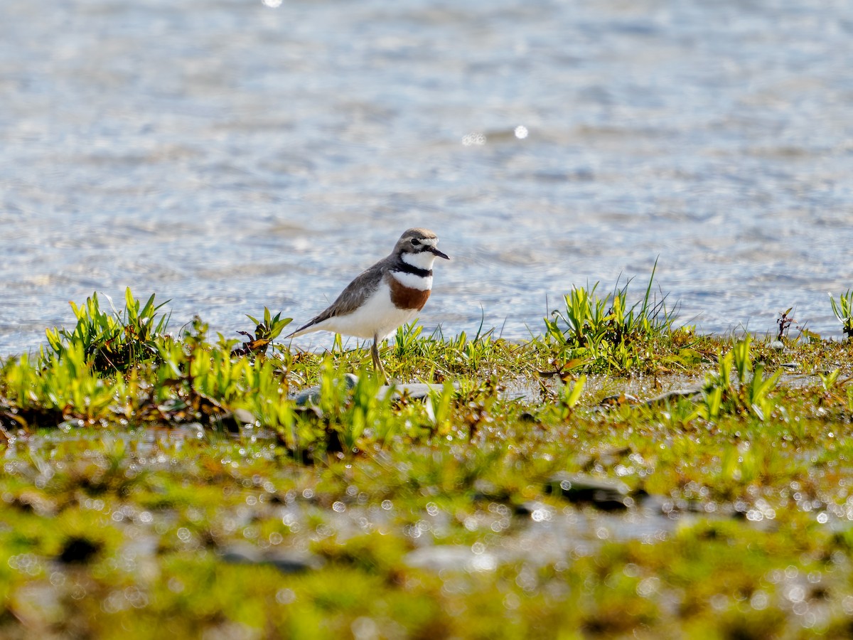 nyzealandbeltelo - ML645892860