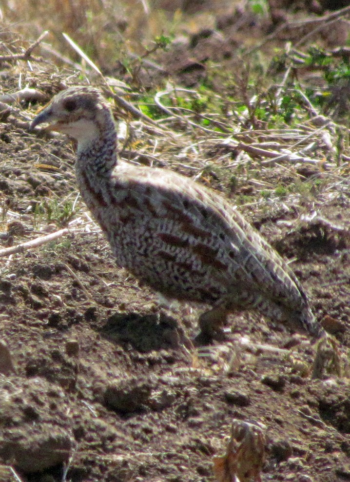 Shelley's Francolin - ML645892867