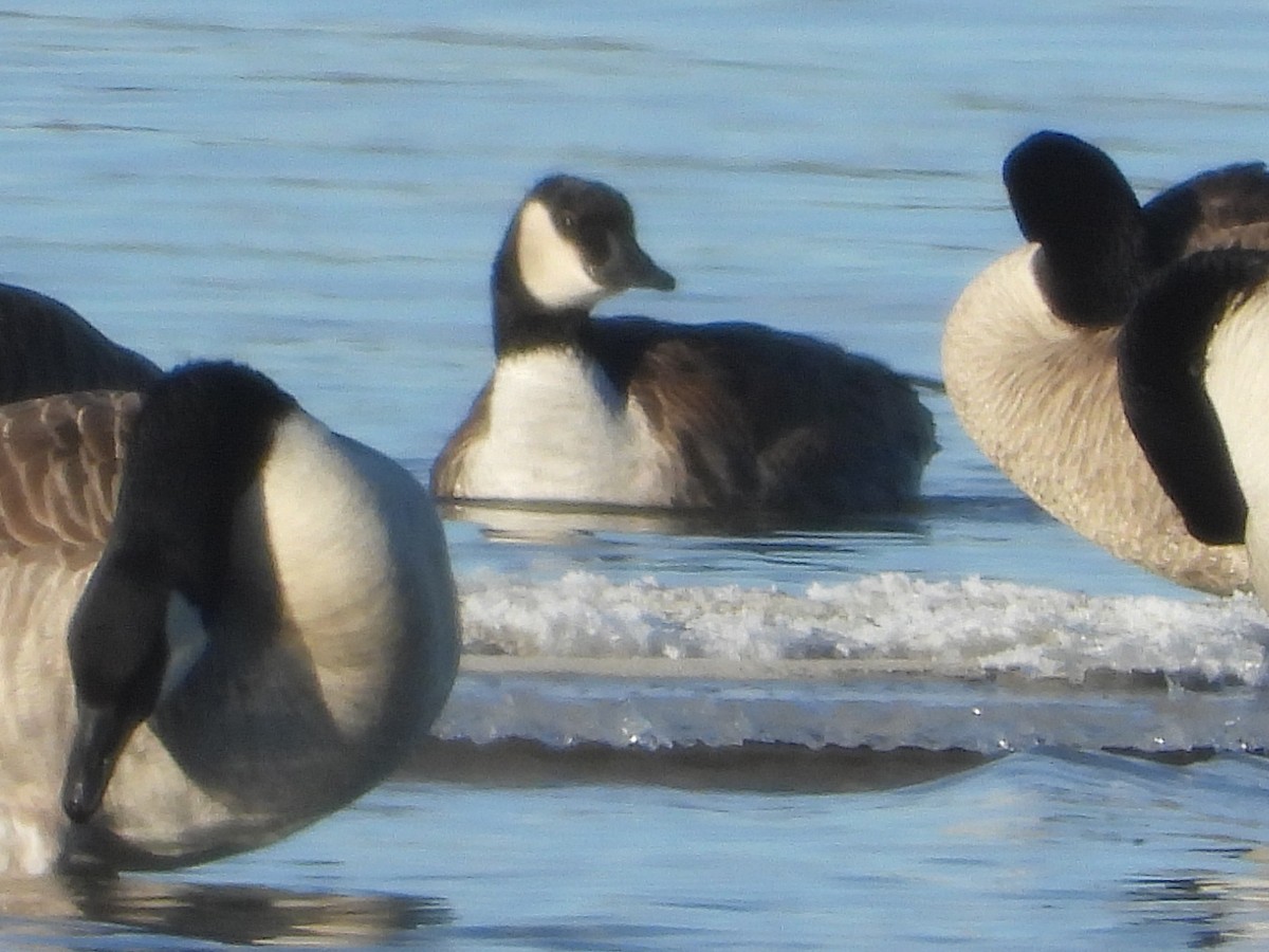 Cackling Goose - ML645892869