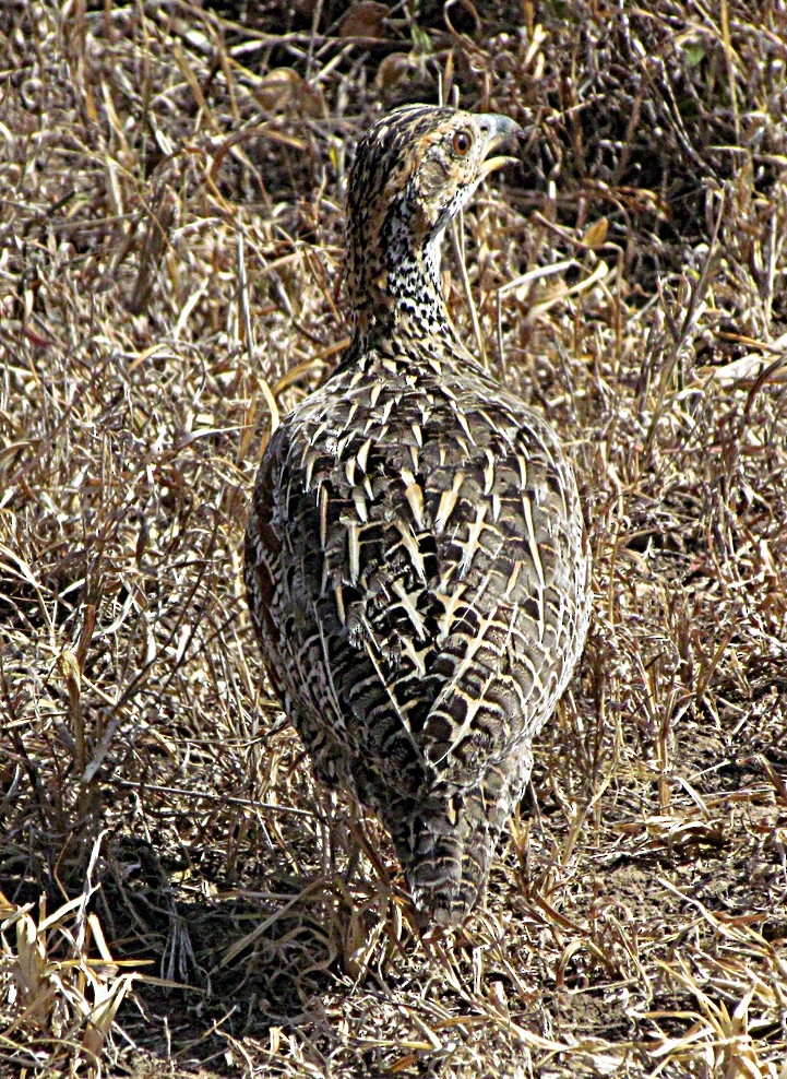 Shelley's Francolin - ML645892877