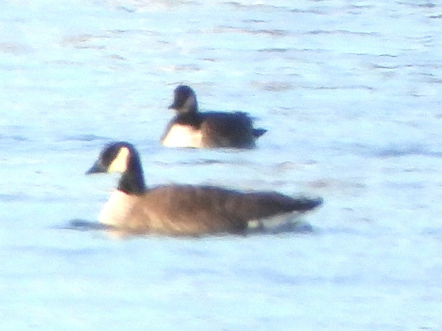 Cackling Goose - ML645892878