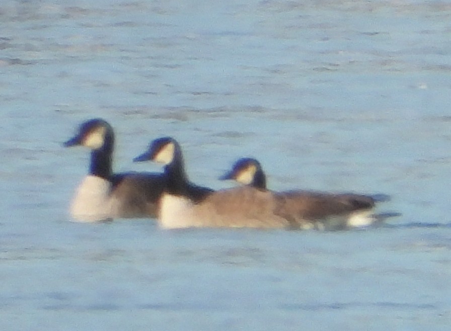 Cackling Goose - ML645892881