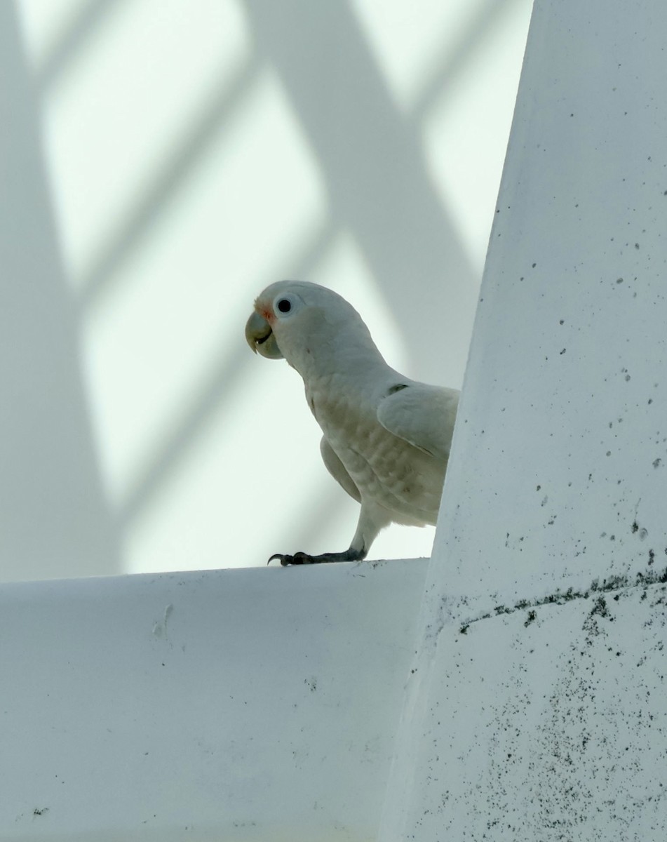 Tanimbar Corella - ML645892883