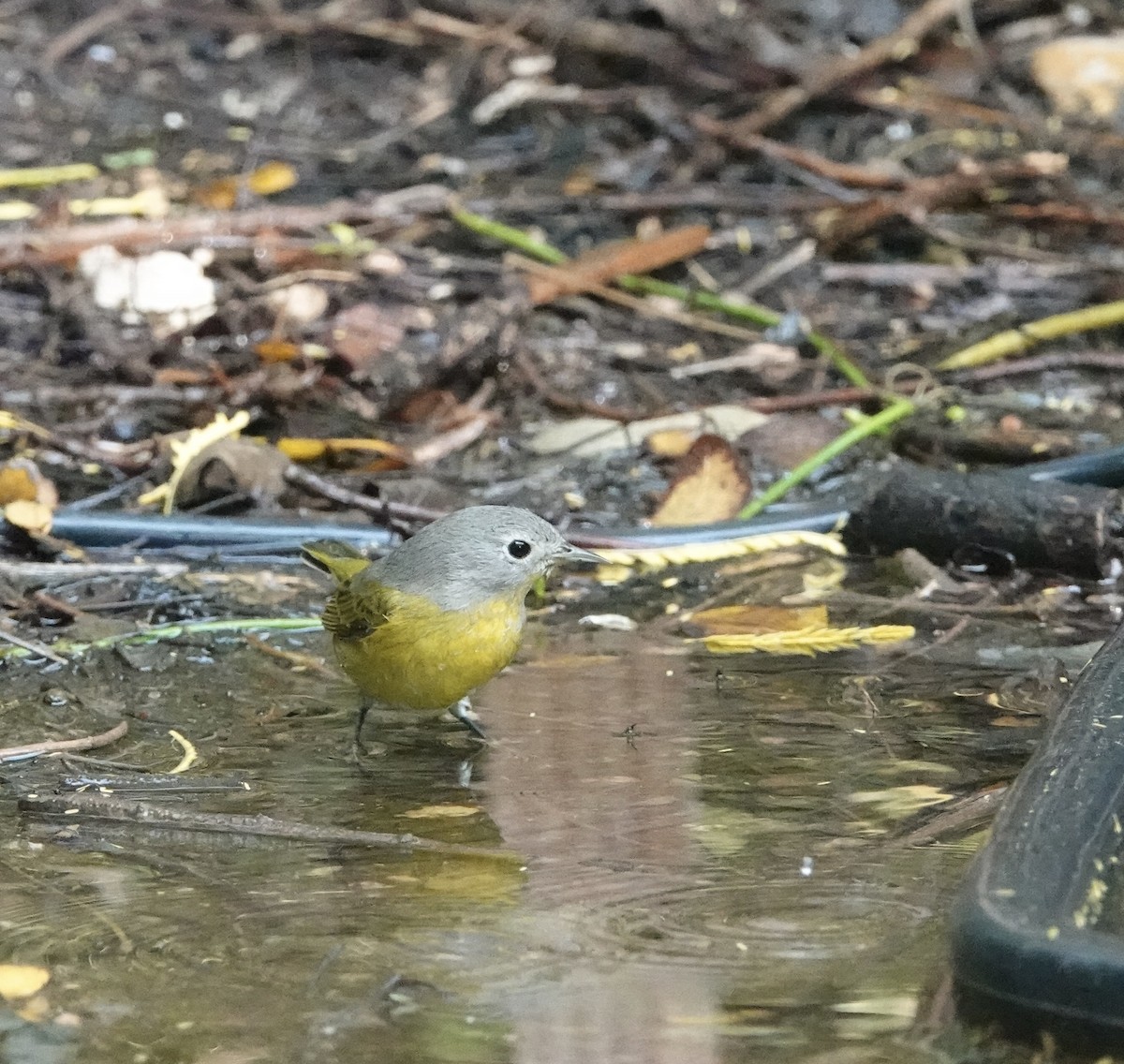 Nashville Warbler - ML645892890