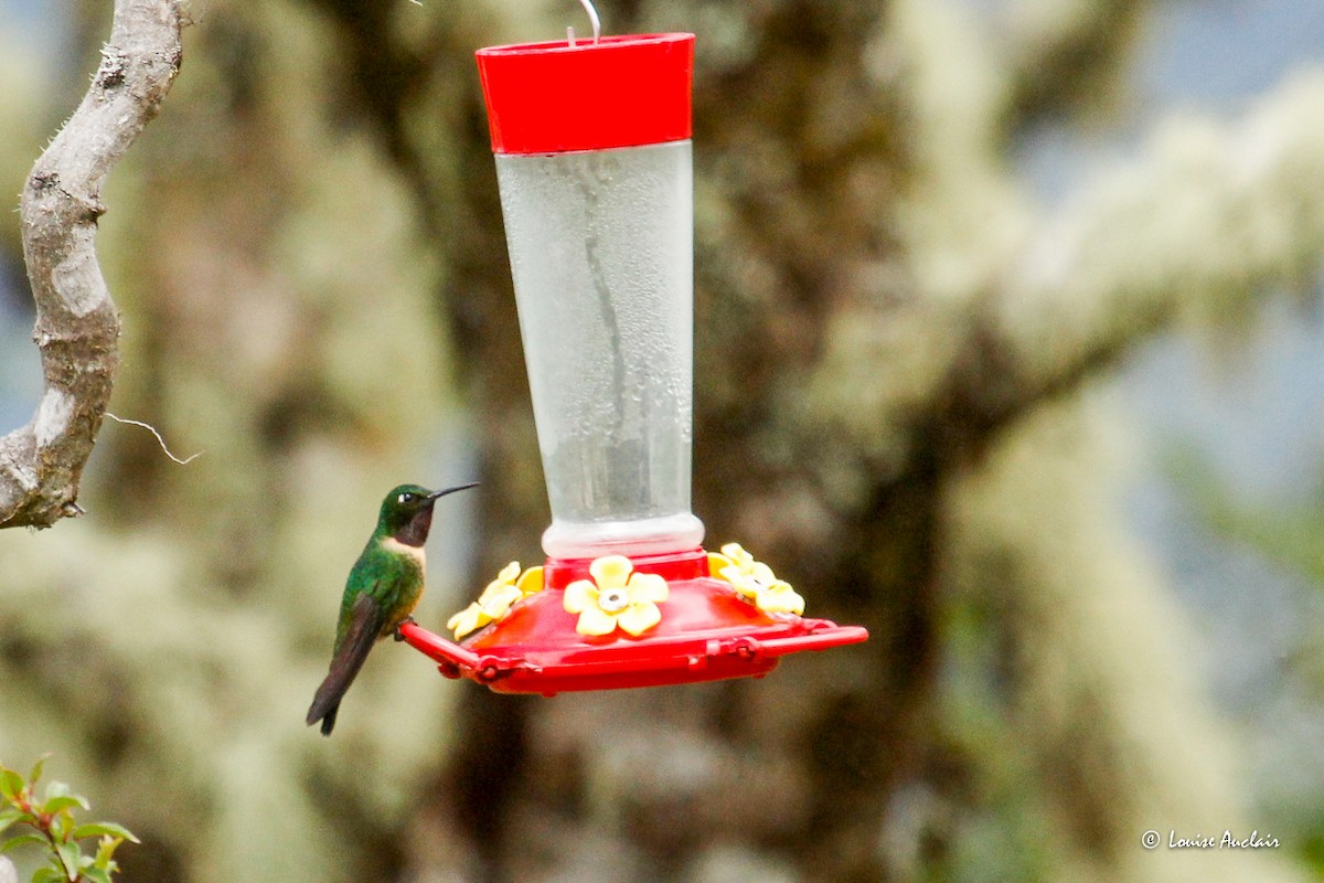 Amethyst-throated Sunangel - ML645892897