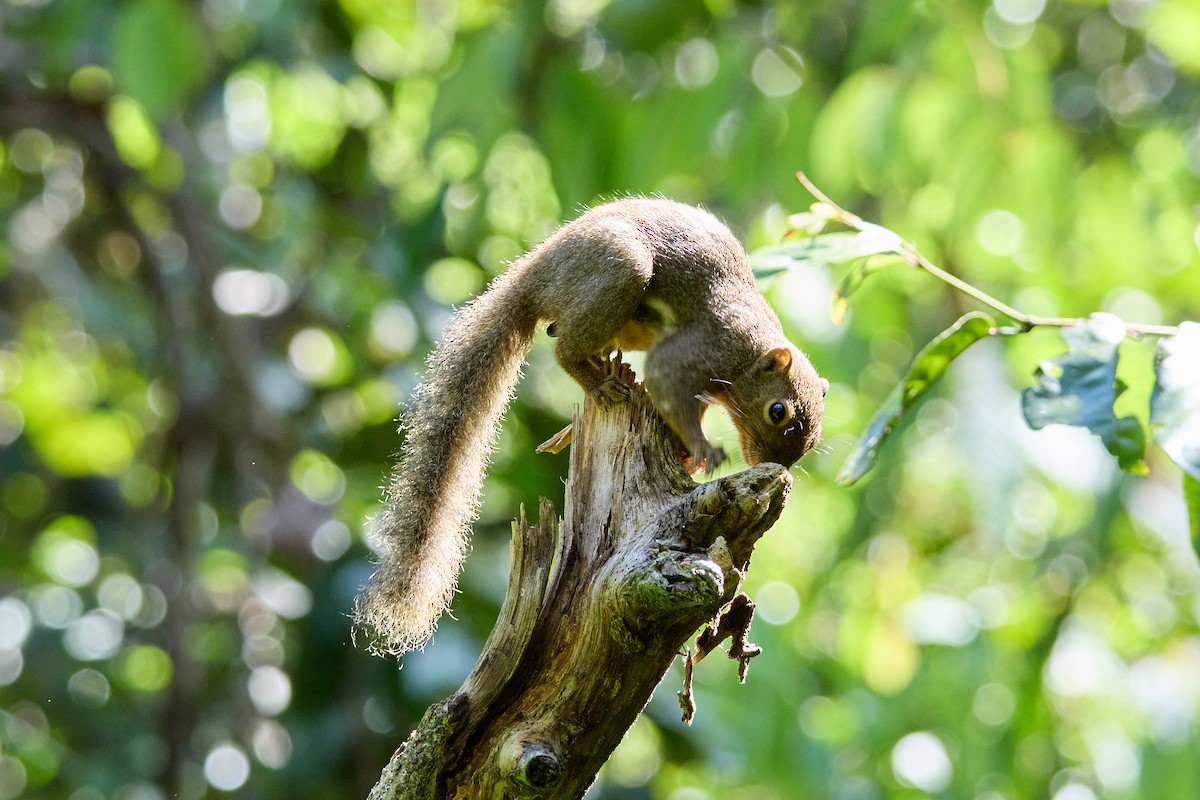 Plantain Squirrel - ML645892898
