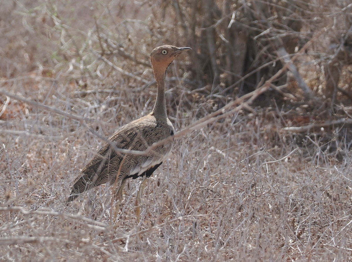 Buff-crested Bustard - ML645892899