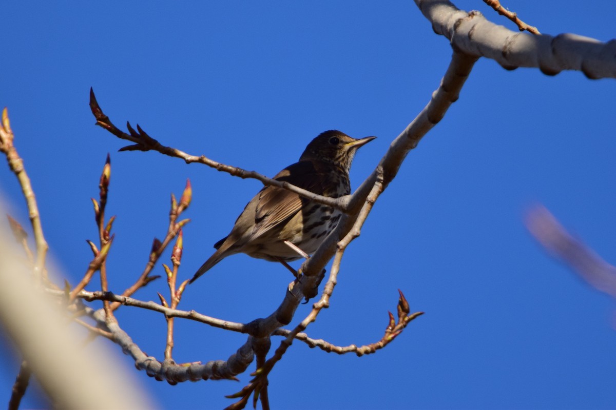 Song Thrush - ML645892900