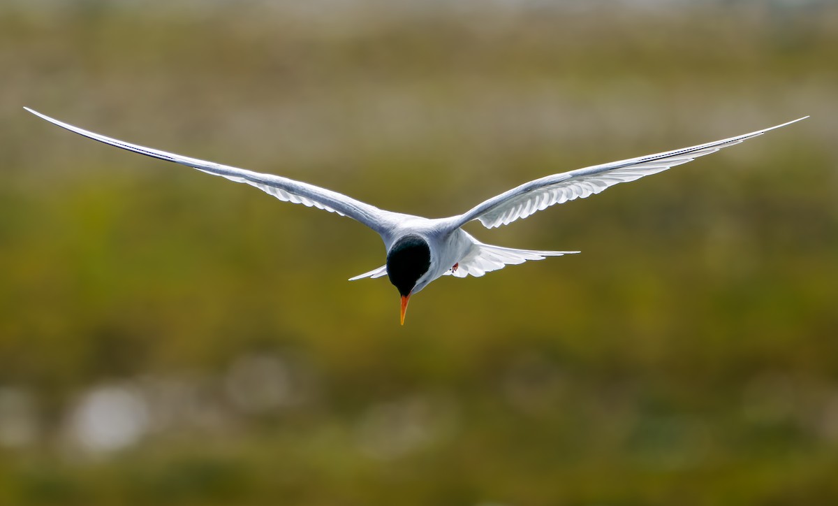 maoriterne - ML645892915