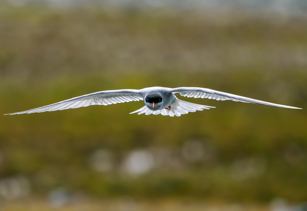 maoriterne - ML645892916