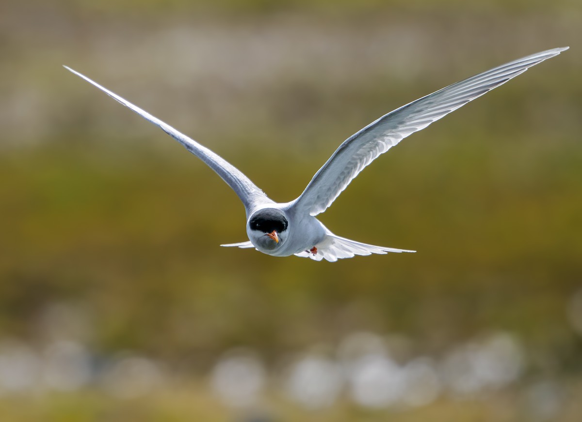 maoriterne - ML645892917