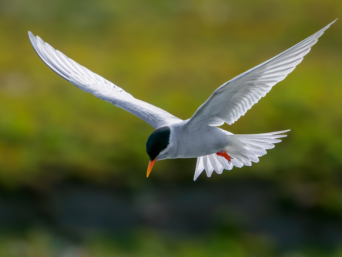 maoriterne - ML645892919