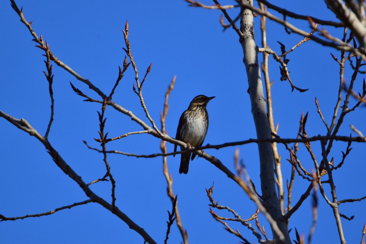 Redwing - ML645892932