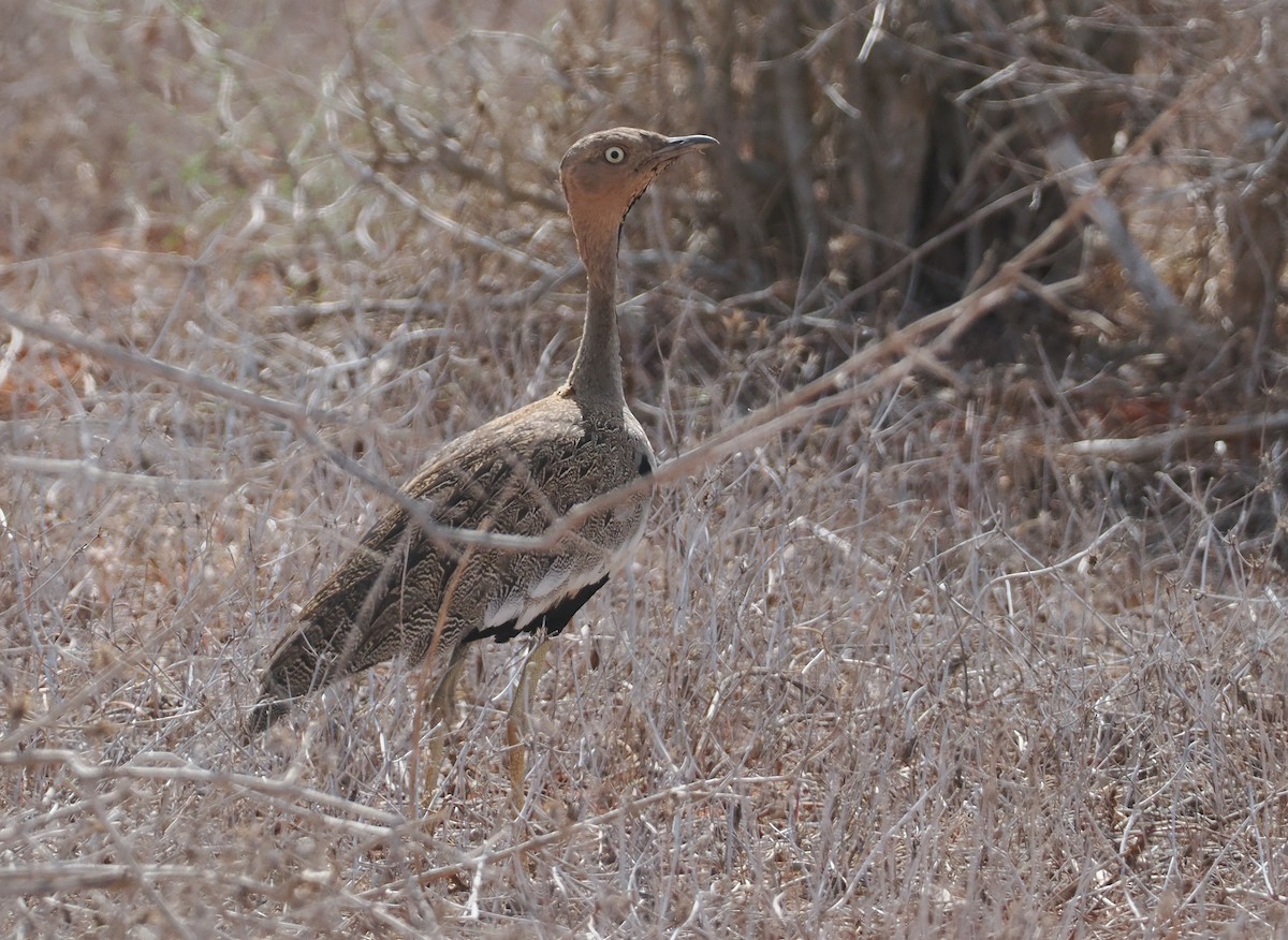 Buff-crested Bustard - ML645892933