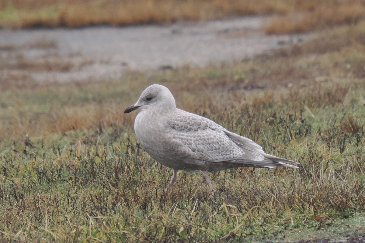 Iceland Gull (kumlieni) - ML645892934