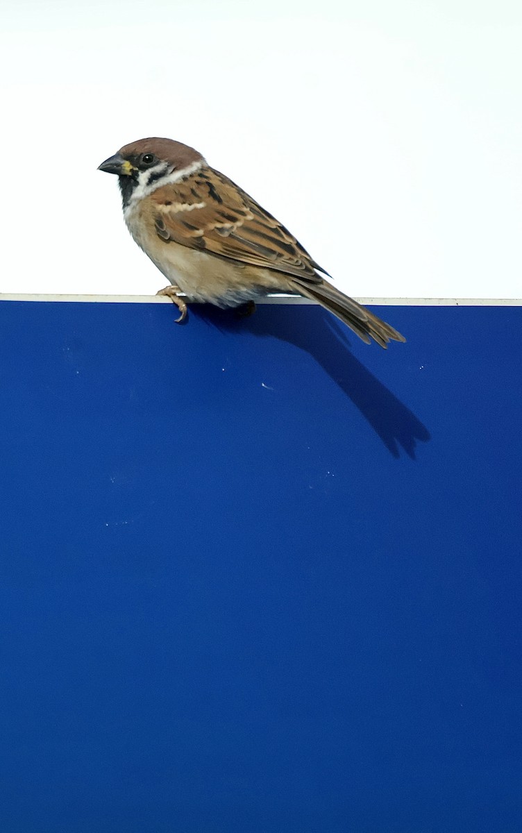 Landa-txolarrea - ML645892936