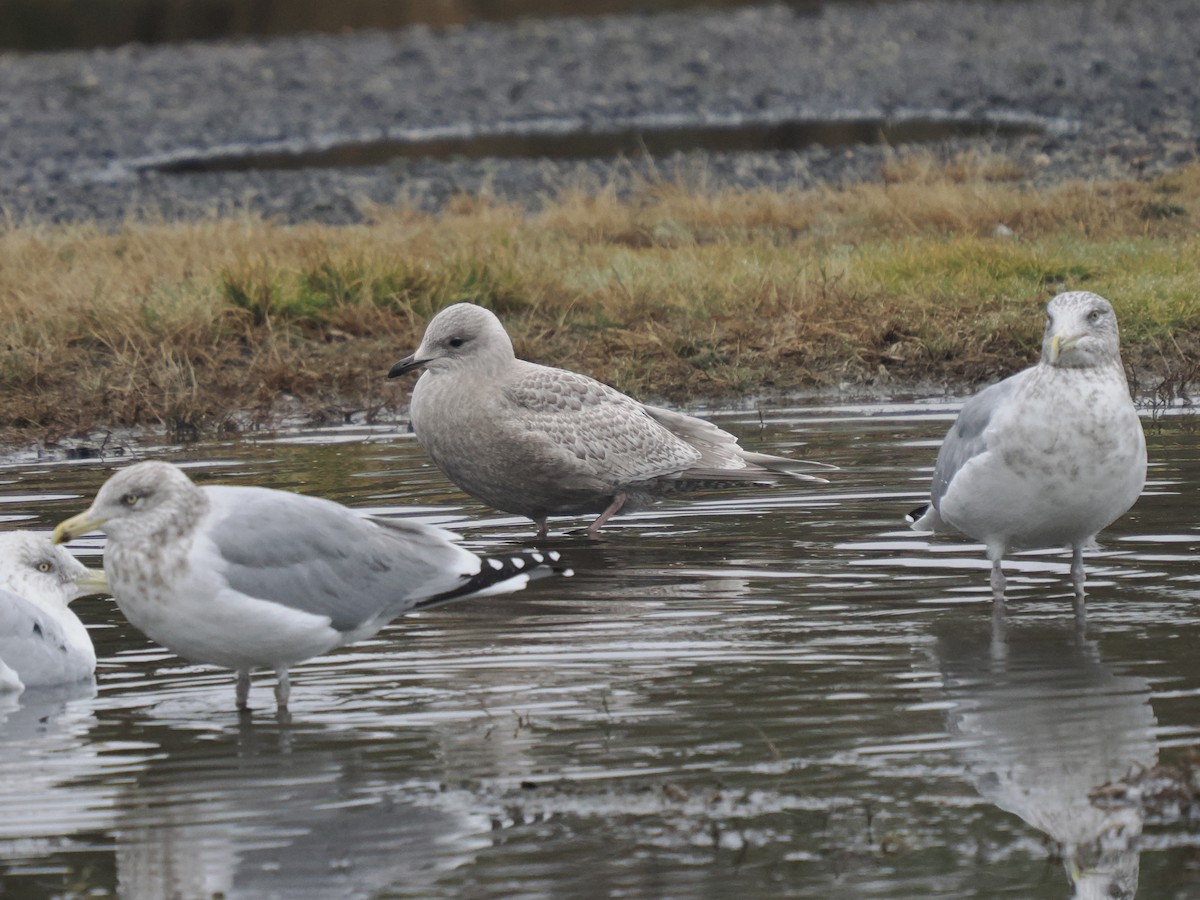 Iceland Gull (kumlieni) - ML645892940