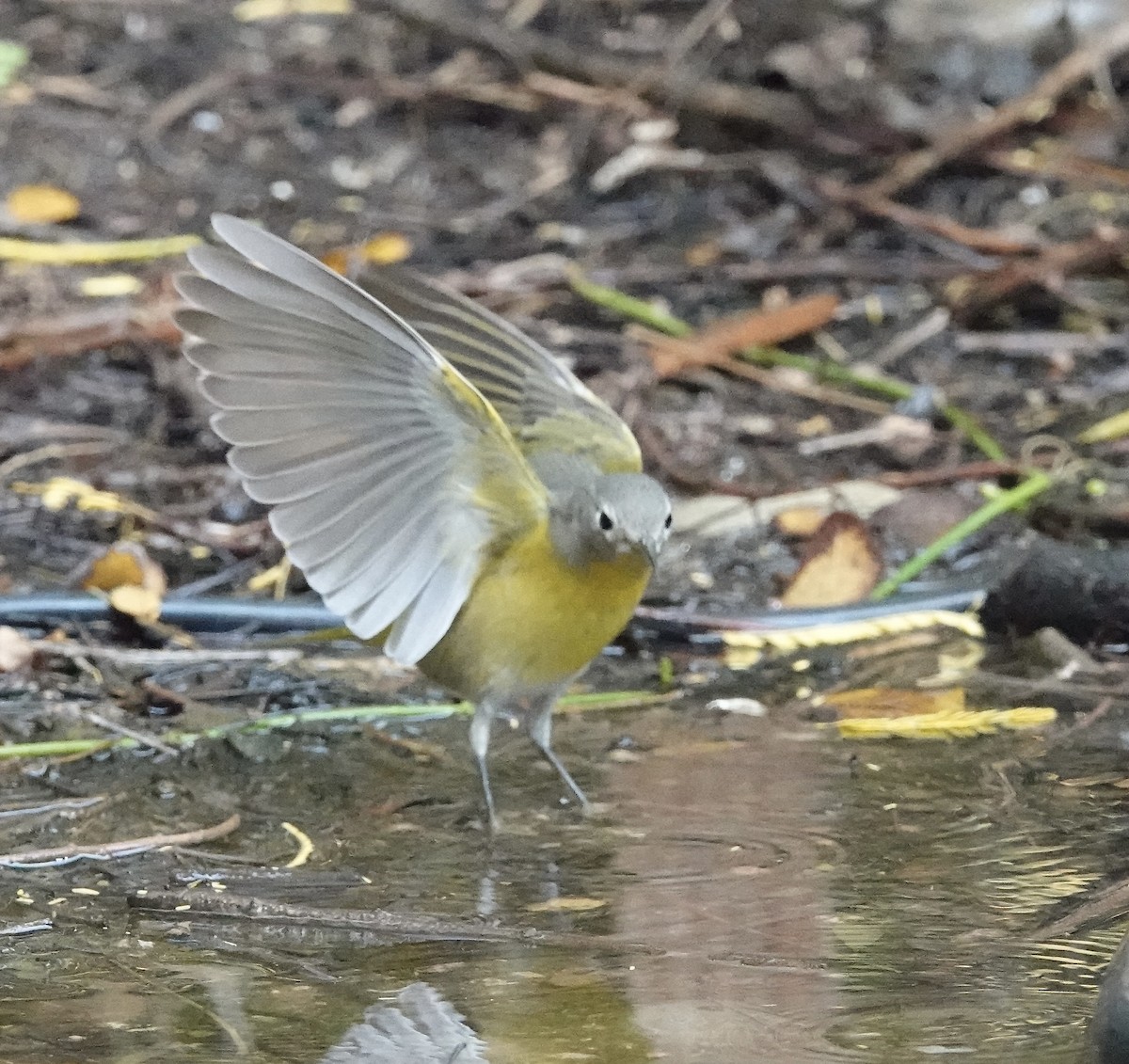 Nashville Warbler - ML645892950