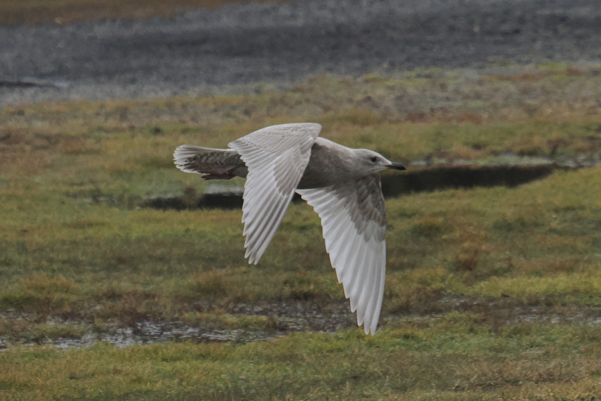 Мартин гренландський (підвид kumlieni) - ML645892952