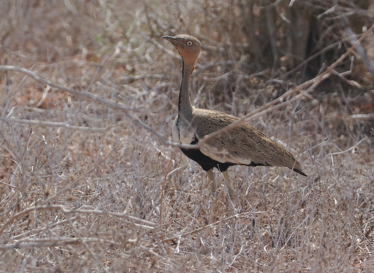 Buff-crested Bustard - ML645892953