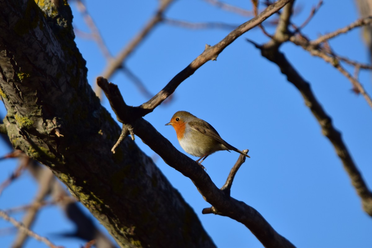 Вільшанка - ML645892954
