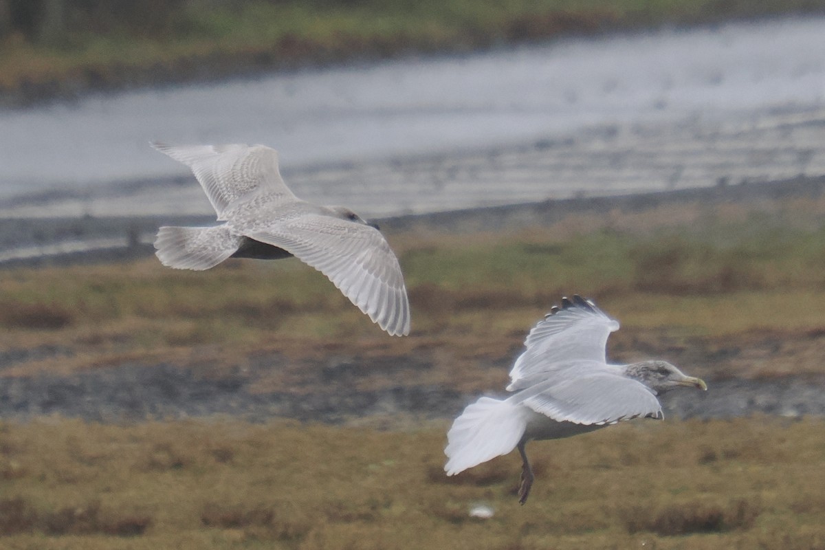 Мартин гренландський (підвид kumlieni) - ML645892955
