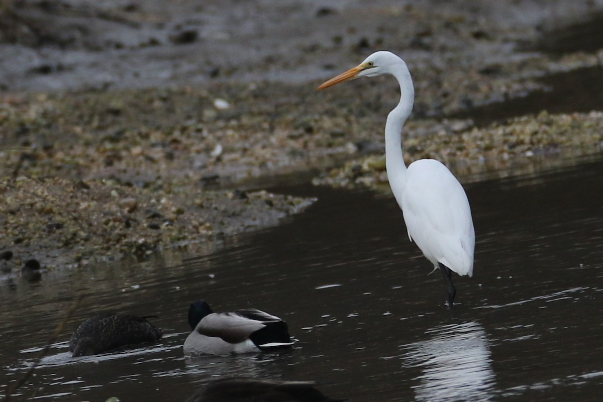 Чапля велика - ML645892956