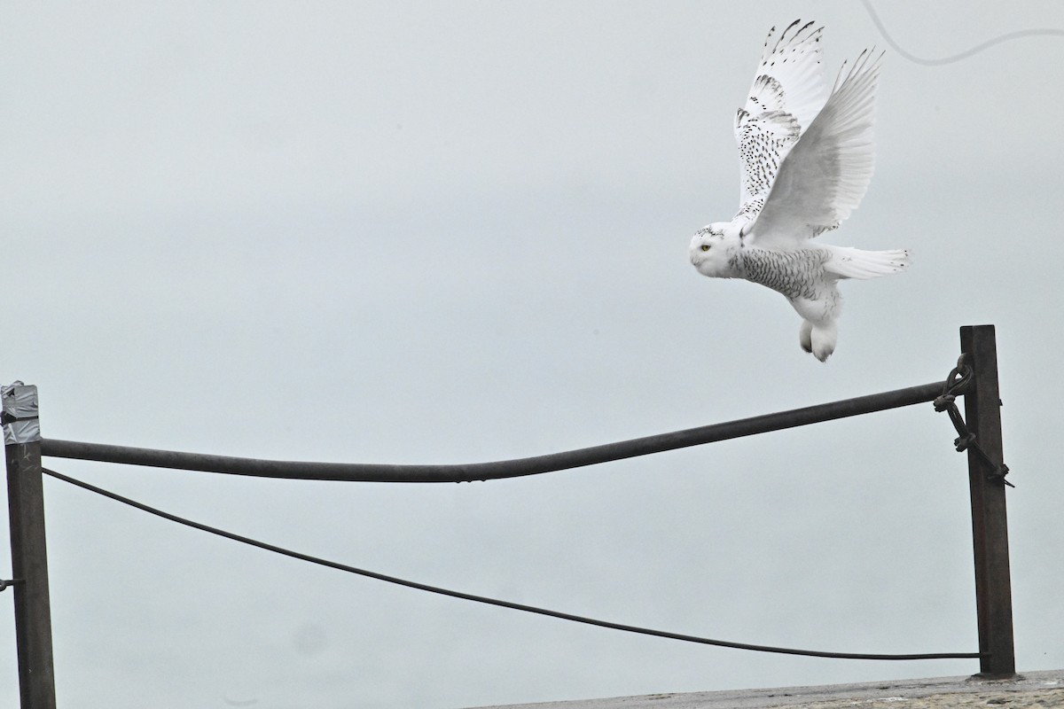 Сова біла - ML645892957