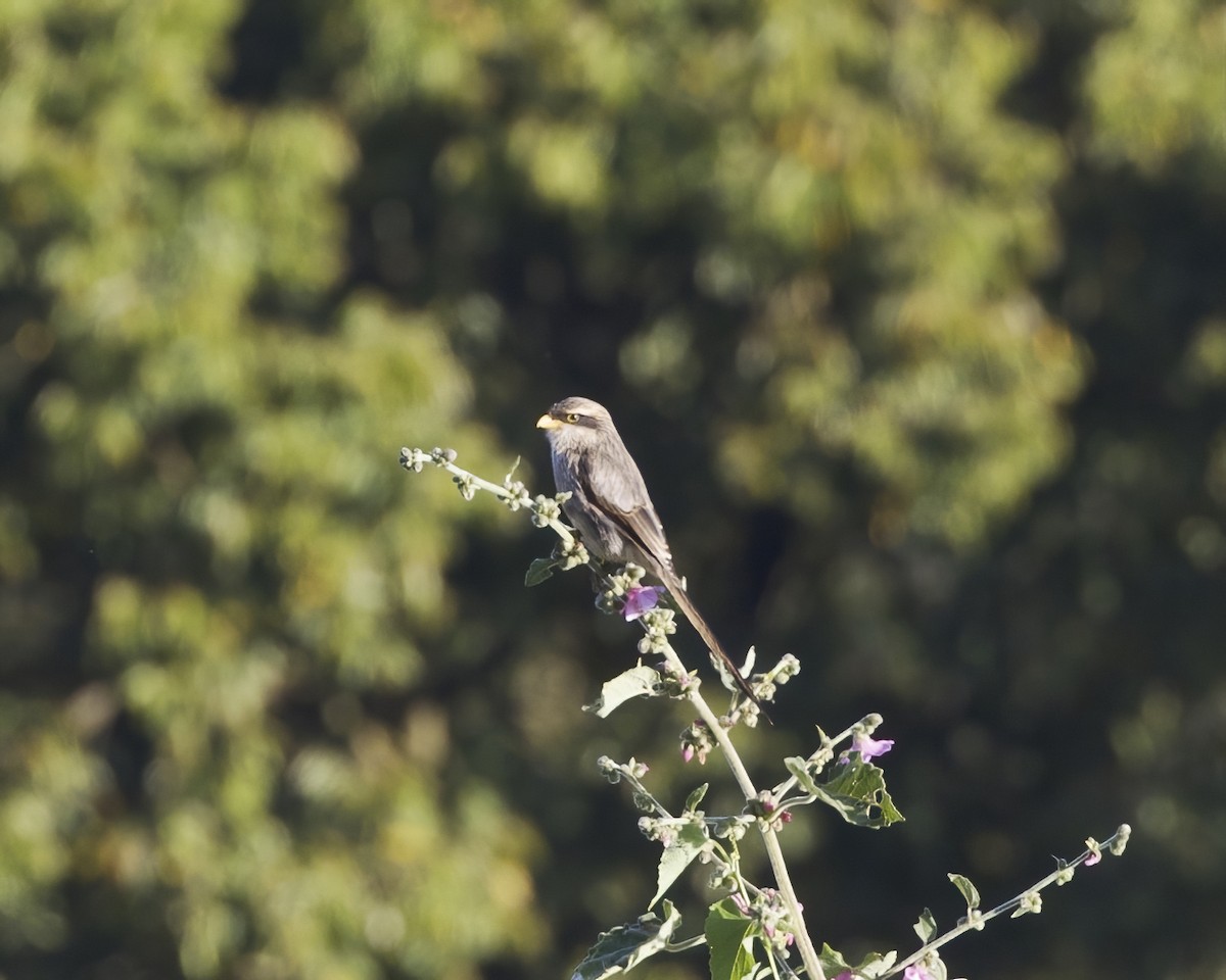 Сорокопуд жовтодзьобий - ML645892958