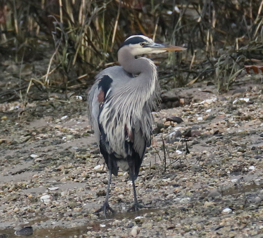 Чапля північна - ML645892959